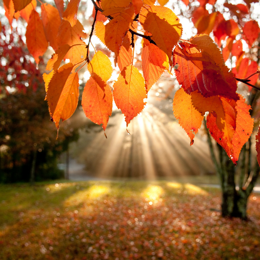 Goodbye October, Hello November!